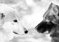 A két farkas