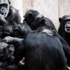 A majmok és a banán – avagy mi áll cselekedeteink hátterében?