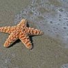Mennyit ér, amit teszel? – Egy történet a tengeri csillagokról