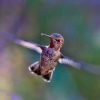 A kolibri és az erdőtűz – avagy a legkisebb tett is többet ér bármennyi szónál
