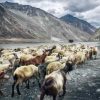 A pásztor és a vadkecskék – egy történet egymás megbecsüléséről